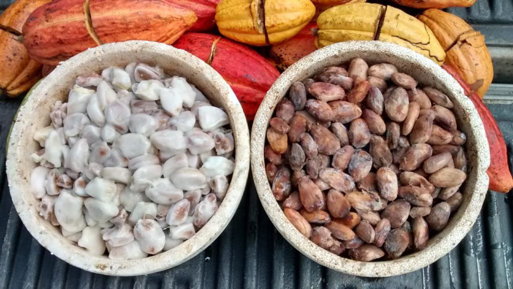 Making Chocolate At Home Montoso Gardens