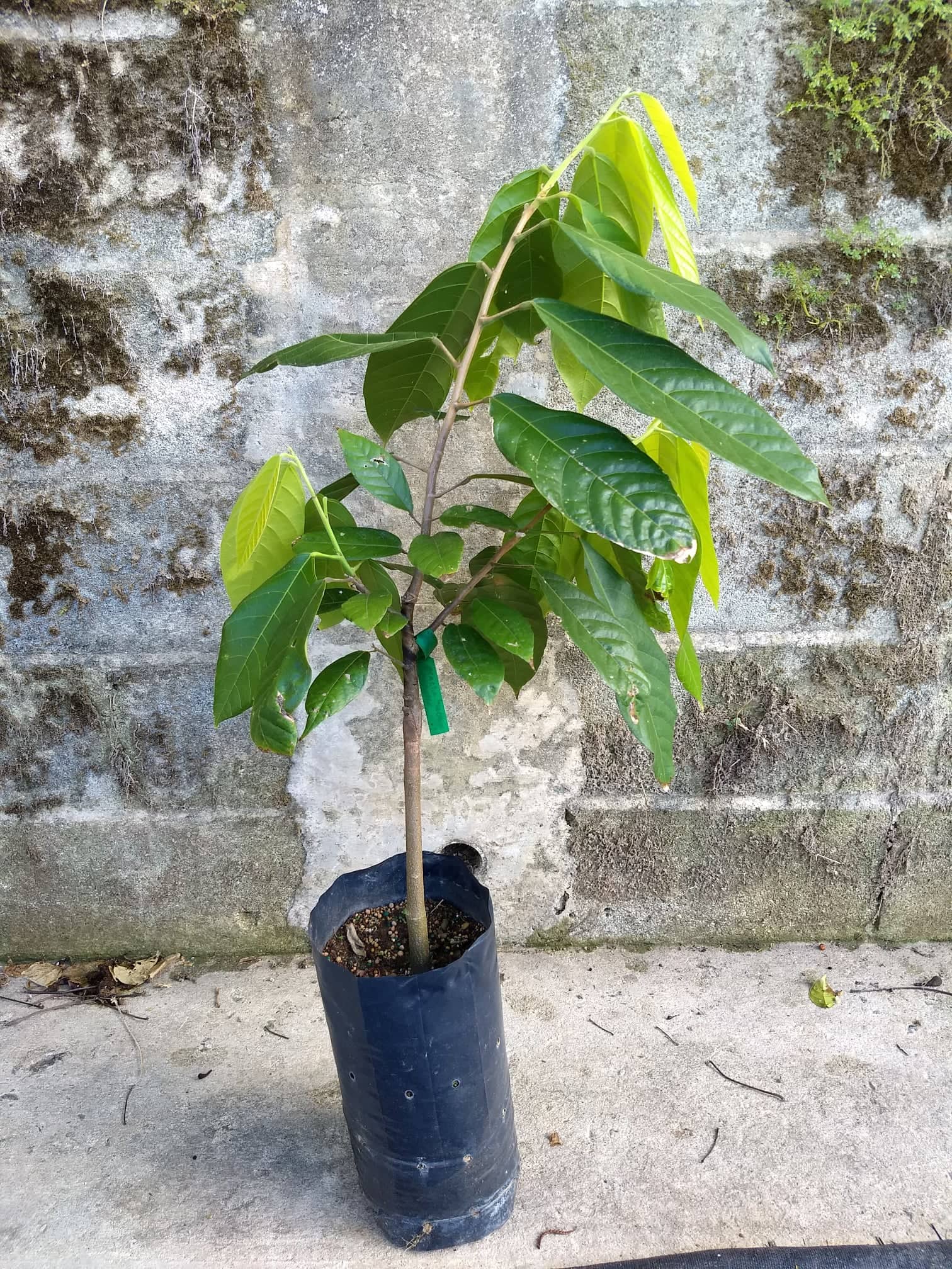 Propagation of Cacao Trees From Seed – Montoso Gardens