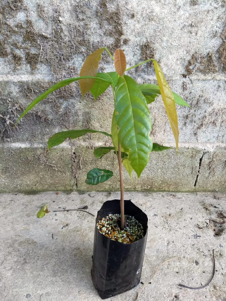 Propagation Of Cacao Trees From Seed Montoso Gardens